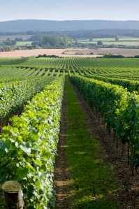 Vineyard_Tilington_Nyetimber